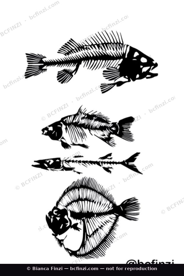 Fish study — available flash tattoo design by Bianca Finzi, Austin TX